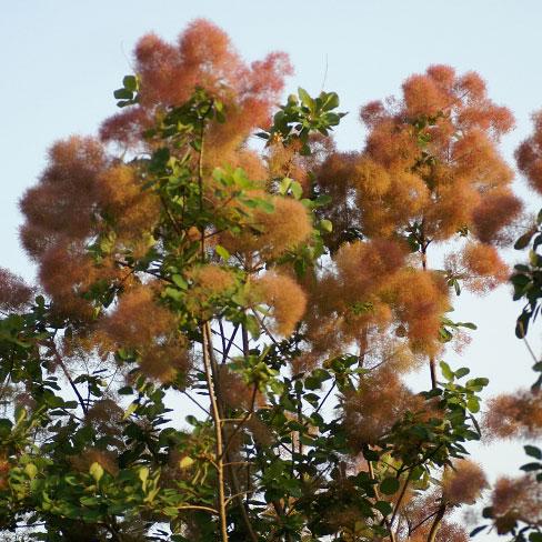 スモークツリー　バイカラー　雌株　煙の木　苗木　花木　54 花木 庭木の苗 スモークツリー バイカラー3号ポット : 園芸ネット