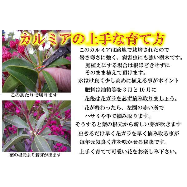 信頼 花木 庭木の苗 カルミア 紅白根巻き樹高50 60cm 楽天1位 Worlds4 Co Uk