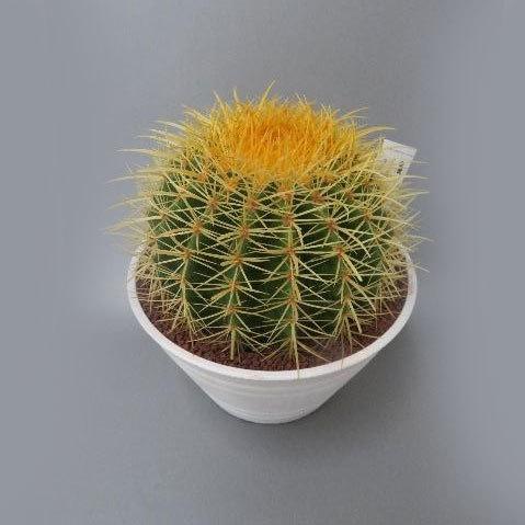 観葉植物 サボテンの王様 金シャチ キンシャチ 金鯱 7号セラアート鉢植え 園芸ネット 通販 Yahoo ショッピング