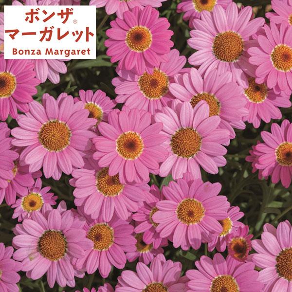 超激安ショップ 草花の苗 ボンザマーガレット コスモスピンク3 5号ポット 株セット R 送料無料 大阪特売 Ssl Daikyogo Or Jp