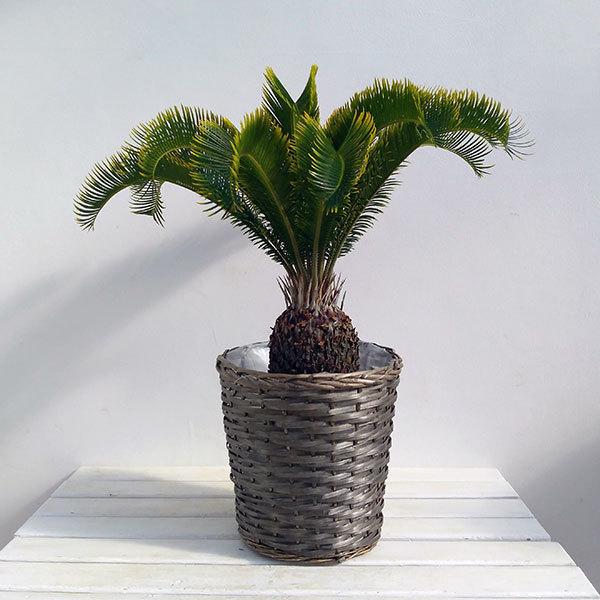 全国宅配無料 観葉植物 金環ソテツ8号鉢植えカゴ入り ヒルトップ バスケット ウイロー 日本製 Www Easternhighway Com