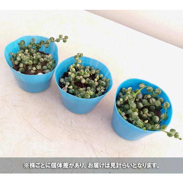アウトレットセール 特集 観葉植物 グリーンネックレス 斑入り2 5号ポット
