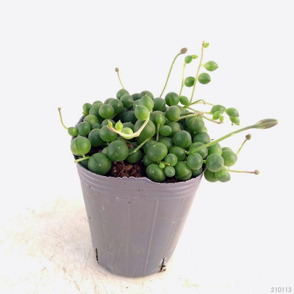 観葉植物 訳あり品送料無料 グリーンネックレス2 5号ポット