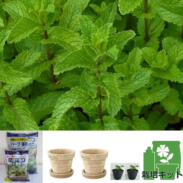 ハーブの苗 ミニナチュラプランター ラウンド L ミント スペアミント栽培セット 苗2株 園芸ネット 通販 Yahoo ショッピング