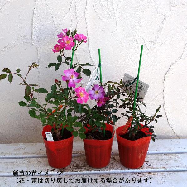 バラの苗 シュラブローズ ホワイトメイディランド新苗 園芸ネット 通販 Yahoo ショッピング