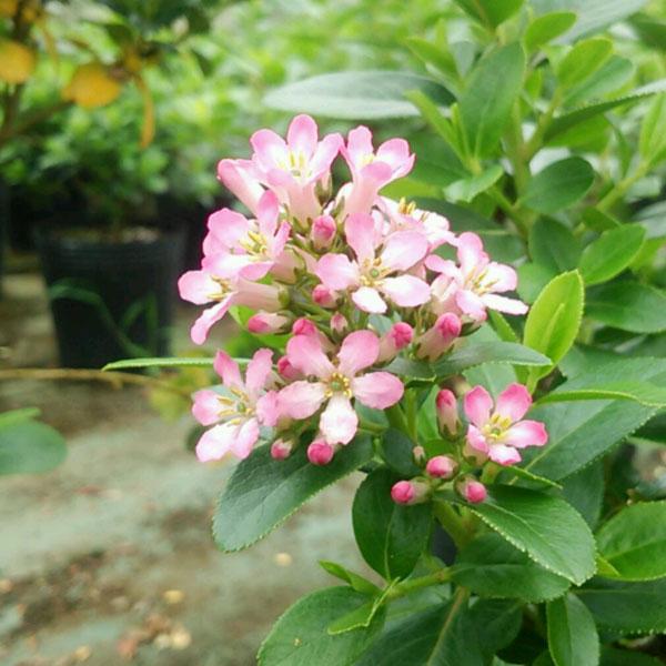 出色 花木 庭木の苗 エスカロニア ピンクエル6号ポット Sarozambia Com