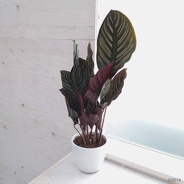 観葉植物 当店は最高な サービスを提供します カラテア サンデリアーナ4 5号鉢植え