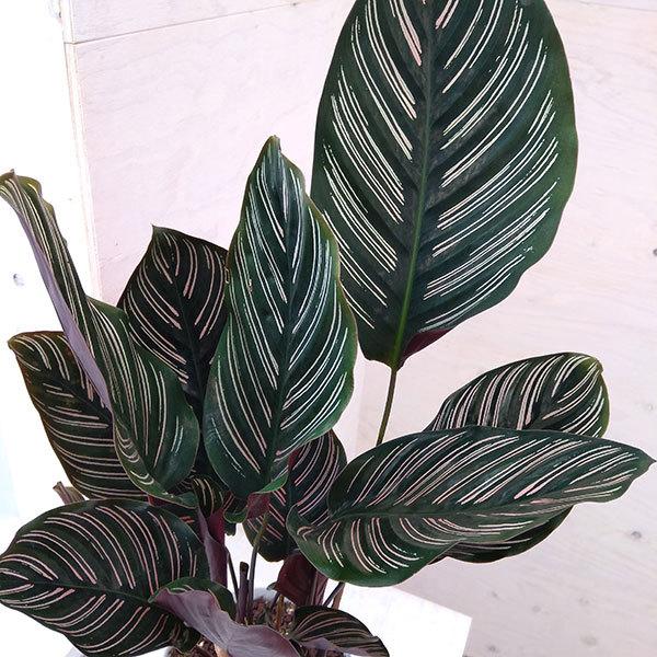 観葉植物 当店は最高な サービスを提供します カラテア サンデリアーナ4 5号鉢植え