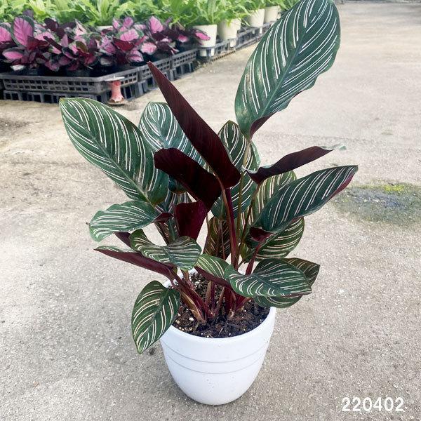 観葉植物 当店は最高な サービスを提供します カラテア サンデリアーナ4 5号鉢植え