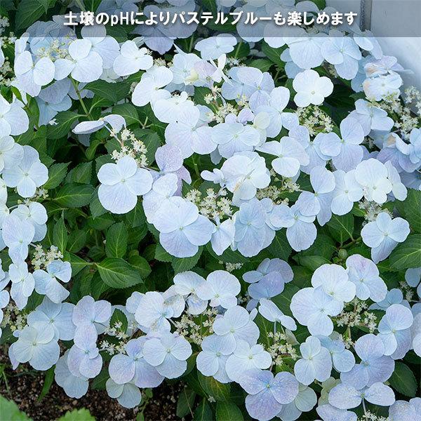 花木 庭木の苗 ハイドランジア アジサイ フレンチボレロ3 5号ポット 1770 園芸ネット 通販 Yahoo ショッピング