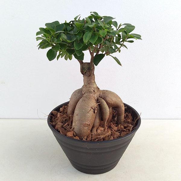 観葉植物 ガジュマル盆栽仕立て 7号鉢植え W Zositech Com