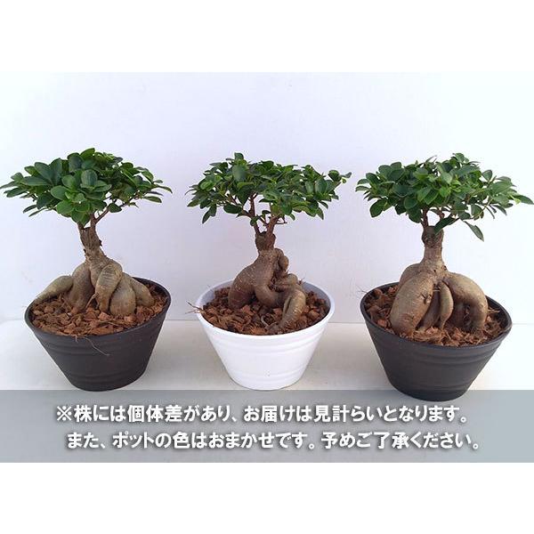 観葉植物 ガジュマル盆栽仕立て 7号鉢植え 1777 園芸ネット 通販 Yahoo ショッピング