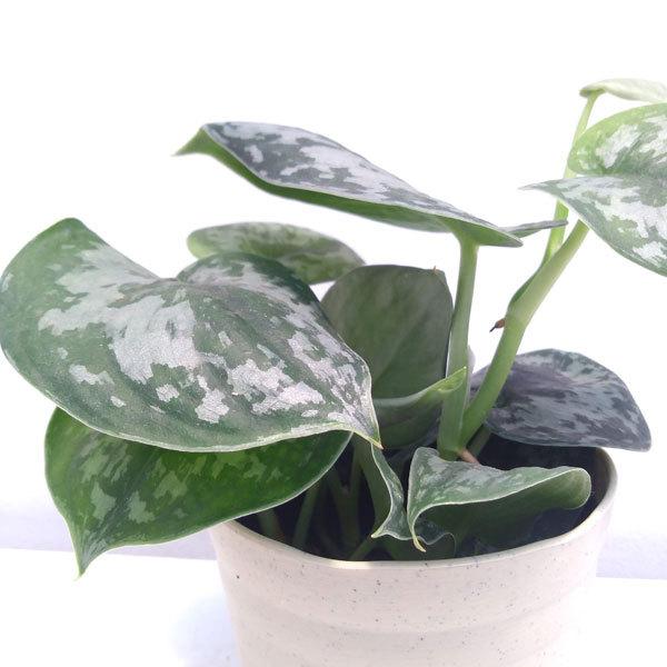 観葉植物 スキンダプサス ピクタス トレビ シルバーグリーンの斑入り 4号 1779 園芸ネット 通販 Yahoo ショッピング