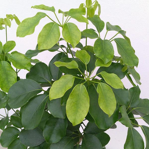 観葉植物 シェフレラ アルボリコラ マルコ7号鉢植え 園芸ネット 通販 Yahoo ショッピング