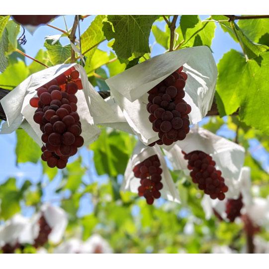 内祝い 果樹の苗 ブドウ デラウエア挿木苗4 5号ポット