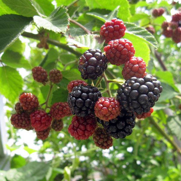 本物 果樹の苗 木いちご キイチゴ ブラックベリー ボイソンベリー4 5号ポット