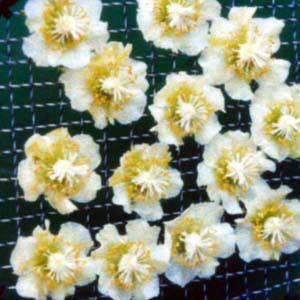 果樹の苗 キウイ オス木 孫悟空4 5号ポット 園芸ネット 通販 Yahoo ショッピング