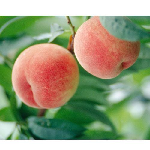 果樹の苗 モモ(桃） 川中島白桃（カワナカジマハクトウ）4〜5号ポット