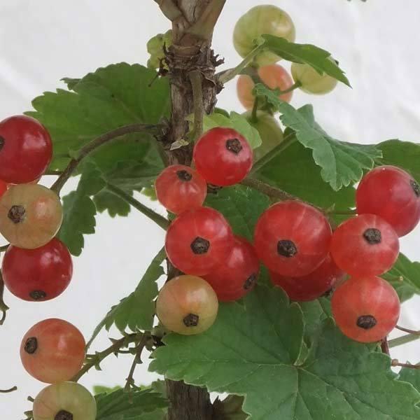 定価 果樹の苗 カシス 赤フサスグリ レッドカーラント 4 5号ポット Aynaelda Com