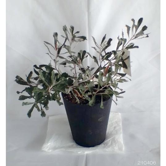 花木 庭木の苗 バンクシア メディア6号ポット 園芸ネット 通販 Yahoo ショッピング