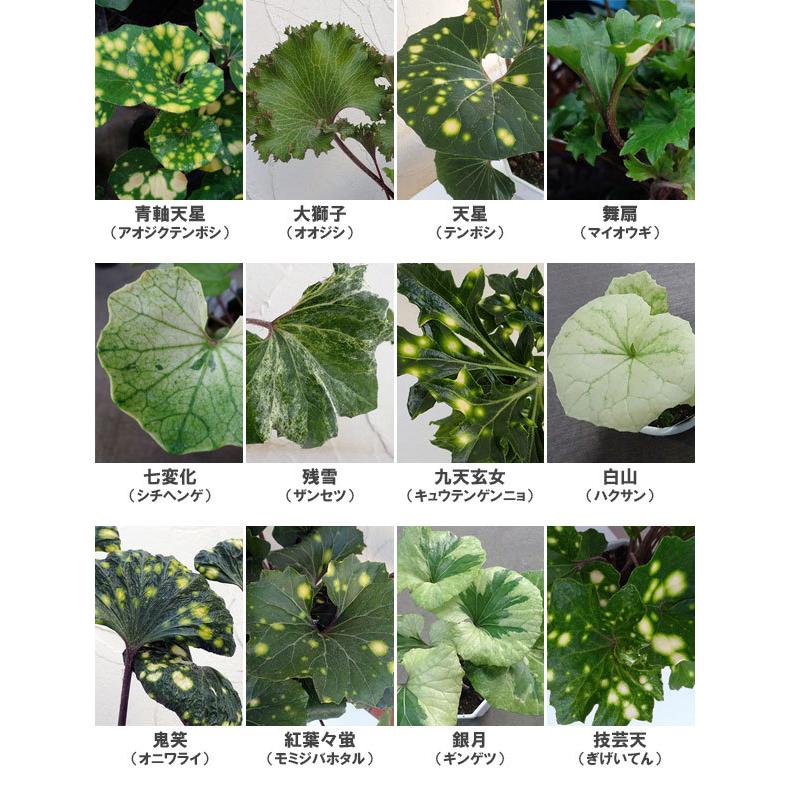 山野草の苗 ツワブキ 品種ミックス 4号ポット 11株セット 園芸ネット 通販 Yahoo ショッピング