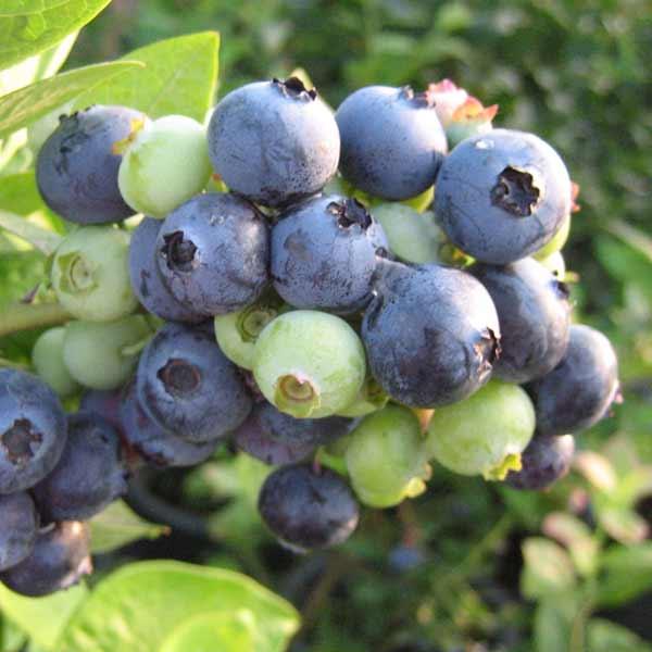 激安商品 果樹の苗 ブルーベリー ラビットアイ系 メンデイト5号ポット