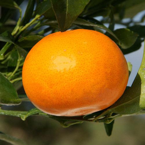 果樹の苗 せとか4 5号ポット 2月上 下旬収穫 とろけるような甘さで人気の柑橘 かんきつ類苗木 園芸ネット 通販 Yahoo ショッピング