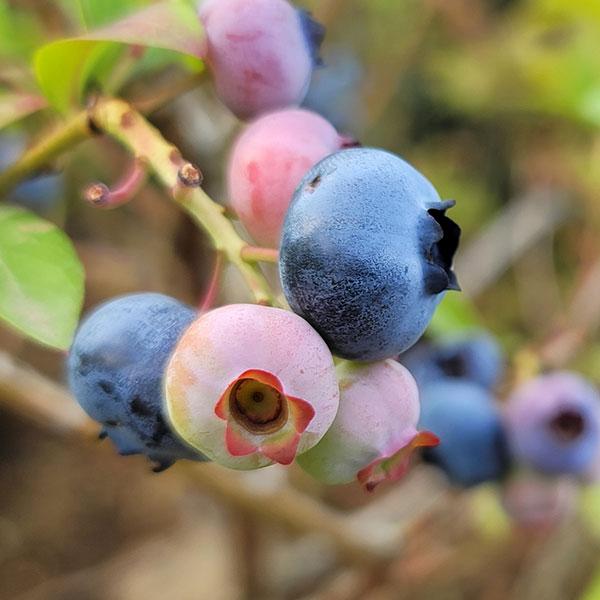 果樹の苗 ブルーベリー 大実ラビットアイ系 ブライトウェル5号ポット Belle Ile