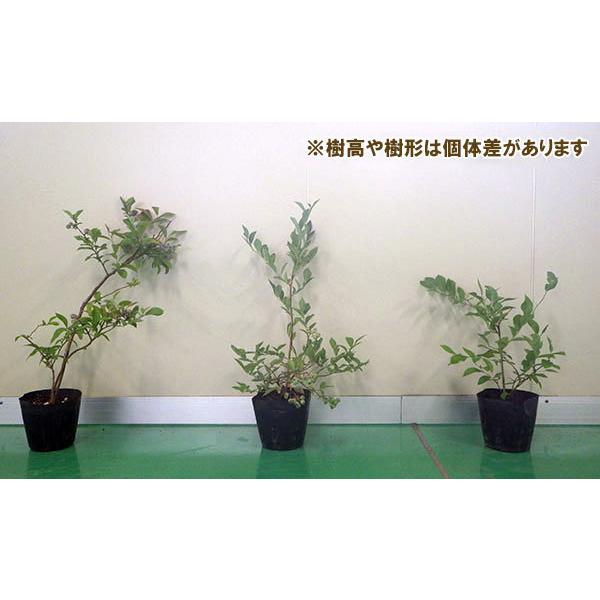 果樹の苗 ブルーベリー 大実ラビットアイ系 コロンブス5号ポット コロンバス 園芸ネット 通販 Yahoo ショッピング