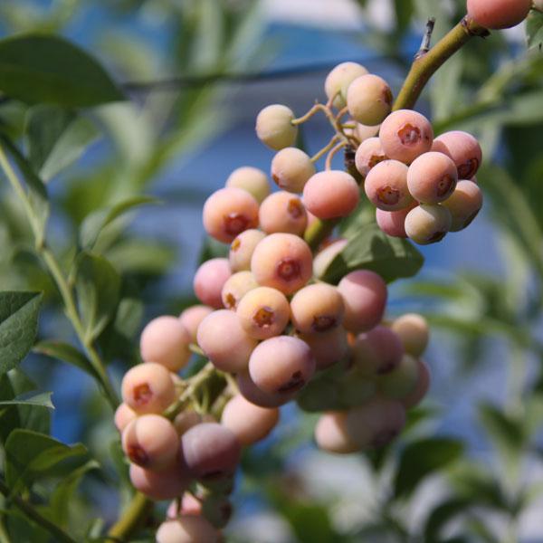 新入荷 果樹の苗 ブルーベリー ラビットアイ系 フロリダローズ5号ポット Aynaelda Com