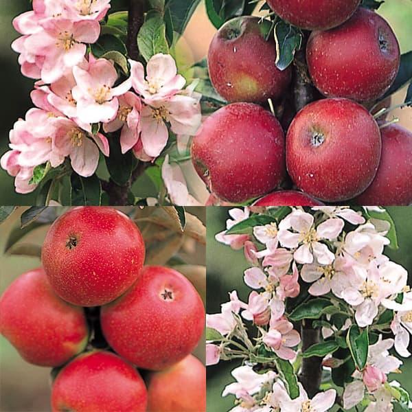 数量限定 特売 果樹の苗 バレリーナツリー2種受粉樹セット ワルツとポルカ 園芸ネット 通販 Yahoo ショッピング Web限定 Jeannesauve Org