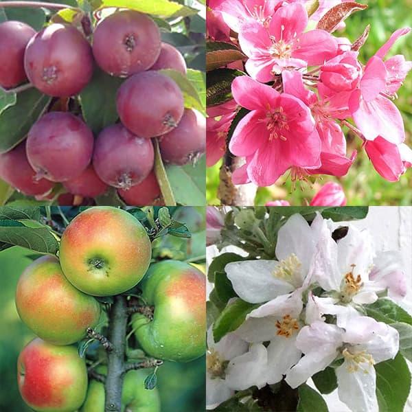 レビューで送料無料 果樹の苗 バレリーナツリー2種受粉樹セット メイポールとボレロ 園芸ネット 通販 Yahoo ショッピング 楽天 Missbargainhuntress Com