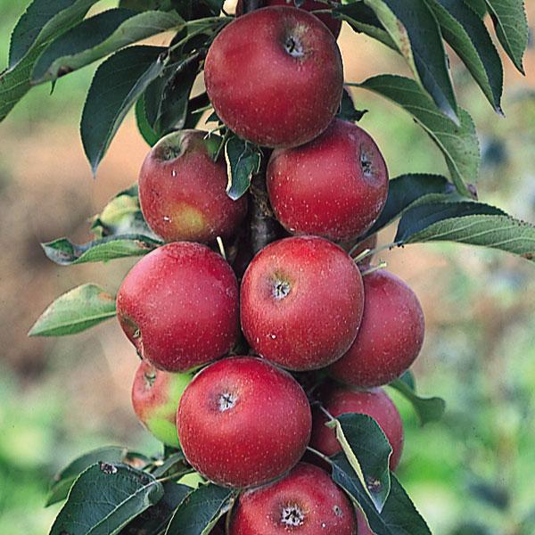 果樹の苗 バレリーナツリー マルス ：ワルツ4〜5号ポット 正規代理店 格安激安