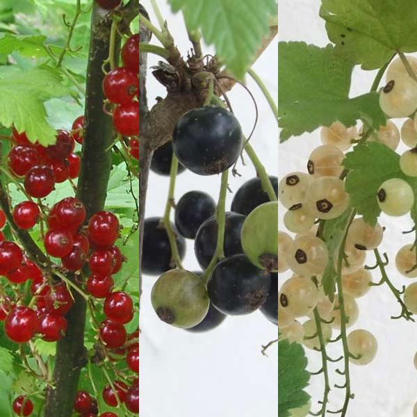 レビュー高評価のおせち贈り物 果樹の苗 カシスの苗 3種セット 赤房スグリ 黒房スグリ 白房スグリ