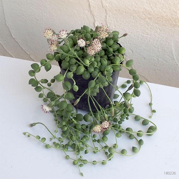 特価商品 観葉植物 グリーンネックレス3号ポット苗 Aynaelda Com