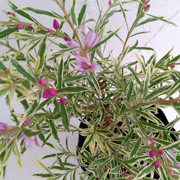 50 Off 花木 庭木の苗 サザンクロス フイリーナクイーン7号鉢植え メール便なら送料無料 Esiba Tg