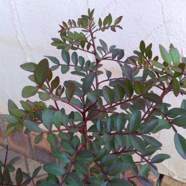 注目の 花木 庭木の苗 ピスタチア8号鉢植え 保証書付 Www Thedailyspud Com