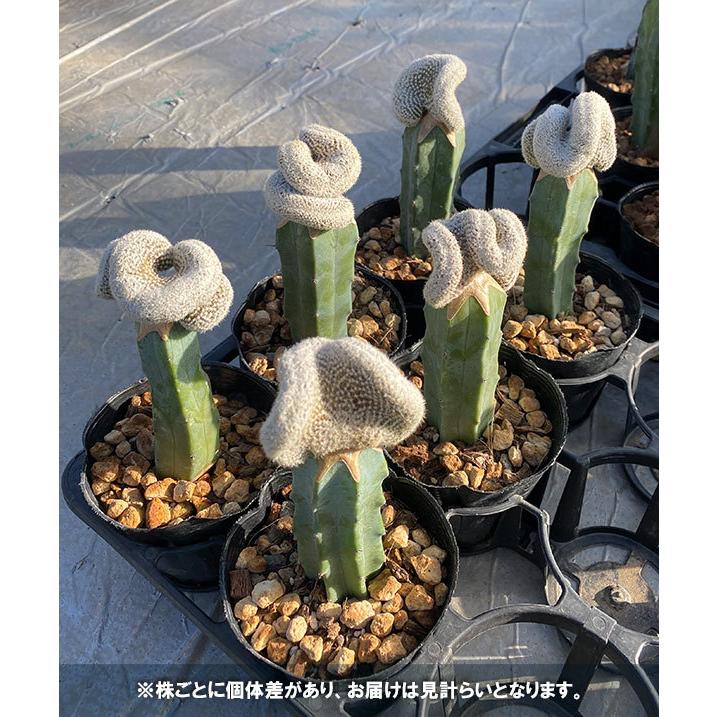 観葉植物 サボテン ロビビア綴化 接木仕立て 3 5号鉢植え 園芸ネット 通販 Yahoo ショッピング