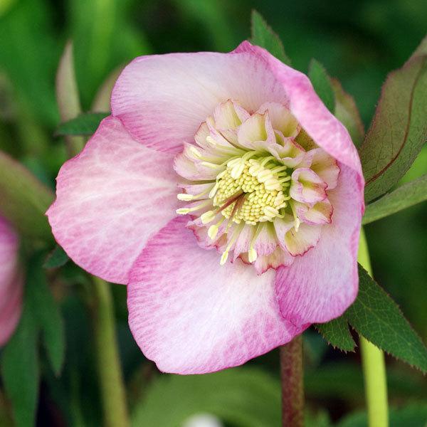 新品 クリスマスローズ サクラシフォン 特大株 9号ポット 開花終了株 売れ筋 Www Fiscaliaguerrero Gob Mx