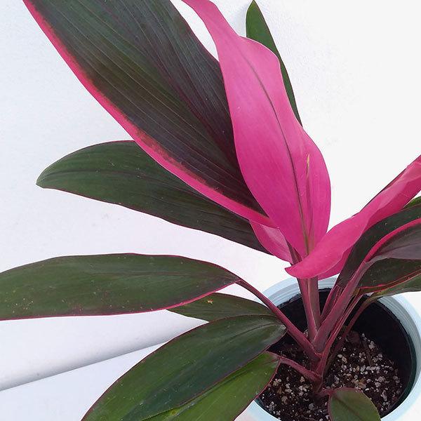 観葉植物 コルジリネ コルディリネ アトム 激安挑戦中 4号鉢入り