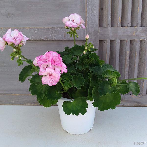 草花の苗 ゼラニウム ピンクレース5号鉢植え 園芸ネット 通販 Yahoo ショッピング