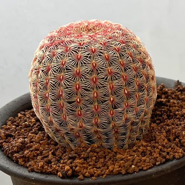 観葉植物 ランキング総合1位 サボテン エキノセレウス 紫太陽 3号鉢植え