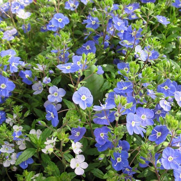 草花の苗 芸能人愛用 ベロニカ オックスフォードブルー3号ポット 2株セット