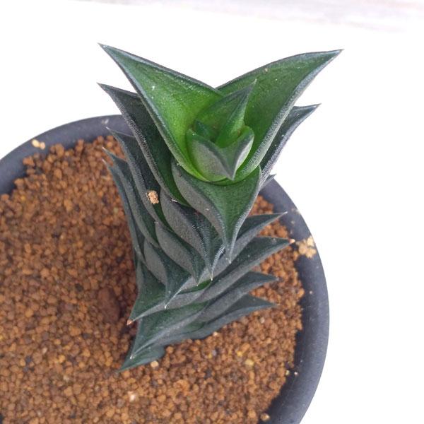 419円 最大 Offクーポン 観葉植物 ちょっぴりレア多肉 硬葉系ハオルチア 竜城 3号ポット