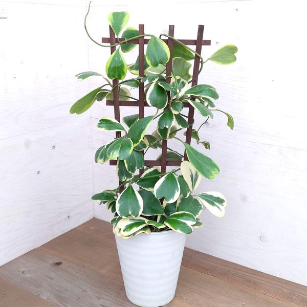 園芸ネットの観葉植物 ホヤ カーリー フェンス仕立て8号鉢植え ならyahoo ショッピング ランキングや口コミも豊富なネット通販 更にお得なpaypay残高も スマホアプリも充実で毎日どこからでも気になる商品をその場でお求めいただけます