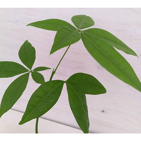 観葉植物 パキラの実生苗3号ポット タネから育てたかわいいパキラ 観葉