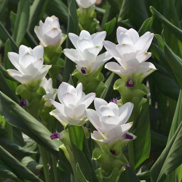 22 草花の苗 クルクマ ホワイトジャスミン3 5号ポット Aynaelda Com