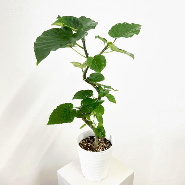観葉植物 フィカス ウンベラータ（曲げ仕立て） 5号鉢植え* : 園芸