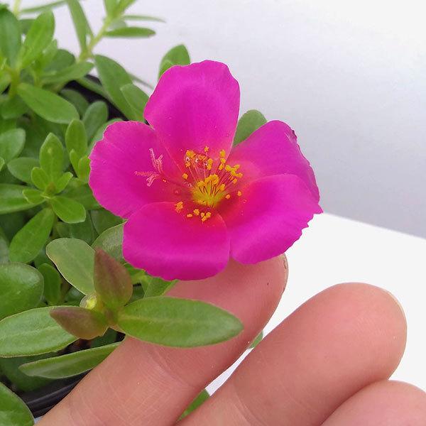 正規激安 草花の苗 ポーチュラカ サンちゅらかキャンディーブーケローズ3 5号ポット 24株セット 送料無料 残りわずか Agwauk Com