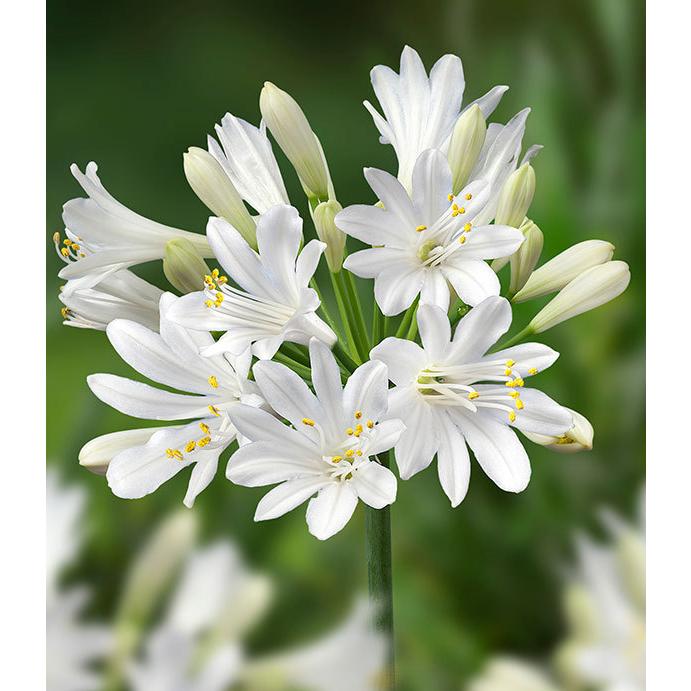 草花の苗 現金特価 アガパンサス サマーラブホワイト5号ポット